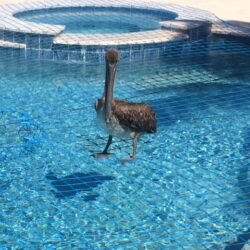 Safety Net Material – Clearance & Pre-Cut Sizes (Limited Stock)